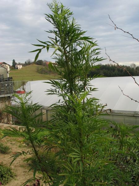 Tagetes, Mexikanisches Riesengewürz- (Pflanze)